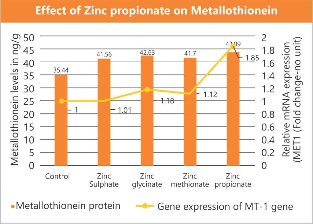 Metallothionein The Zinc Indicator Benison Media