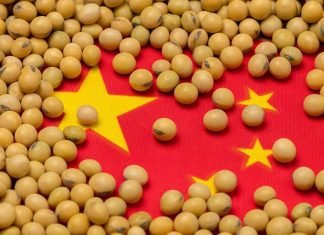 Food security drives China to cut soymeal use in animal feed