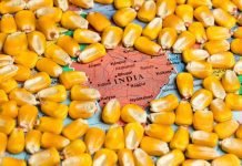 Indian corn prices drop below support level but exports yet to pick pace