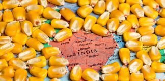 Indian corn prices drop below support level but exports yet to pick pace