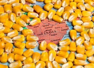 Indian corn prices drop below support level but exports yet to pick pace