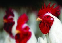 A new era in poultry farming: Farmers opting for independent farms