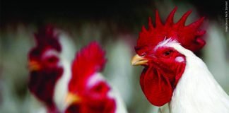 A new era in poultry farming: Farmers opting for independent farms