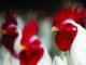 A new era in poultry farming: Farmers opting for independent farms