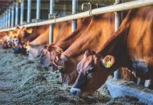 Metallothionein: The Zinc Indicator