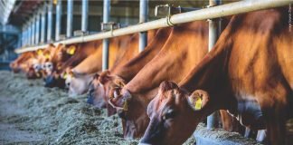 Metallothionein: The Zinc Indicator