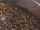 Feed Operations: Impact of Pelleting on Nutrient Digestibility