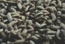 Boosting Shrimp Feed with BSFL Meal: An Excellent Supplement for Enhanced Nutrition