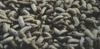 Boosting Shrimp Feed with BSFL Meal: An Excellent Supplement for Enhanced Nutrition