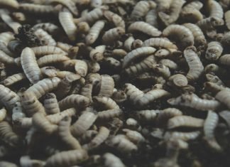 Boosting Shrimp Feed with BSFL Meal: An Excellent Supplement for Enhanced Nutrition