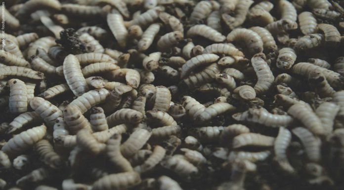 Boosting Shrimp Feed with BSFL Meal: An Excellent Supplement for Enhanced Nutrition