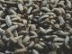 Boosting Shrimp Feed with BSFL Meal: An Excellent Supplement for Enhanced Nutrition
