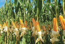 Efforts needed to spur maize farming