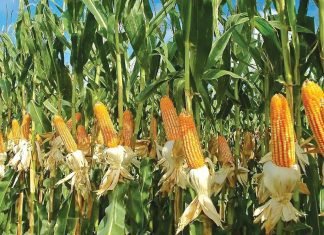Efforts needed to spur maize farming