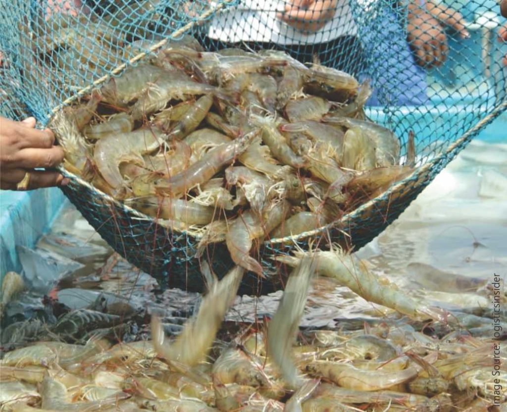 CRISIL Indian Shrimp Exports to Rise Benison Media