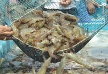 CRISIL: Indian Shrimp Exports to Rise