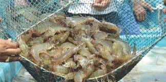 CRISIL: Indian Shrimp Exports to Rise
