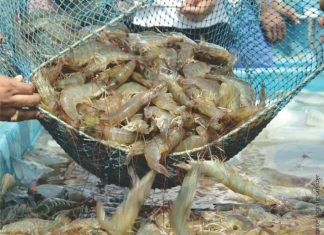 CRISIL: Indian Shrimp Exports to Rise