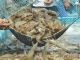 CRISIL: Indian Shrimp Exports to Rise