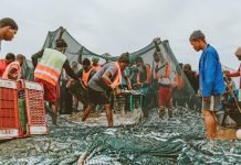 Fish meal exports boom on sardine rush to Indian coasts amid global shortage