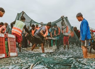Fish meal exports boom on sardine rush to Indian coasts amid global shortage