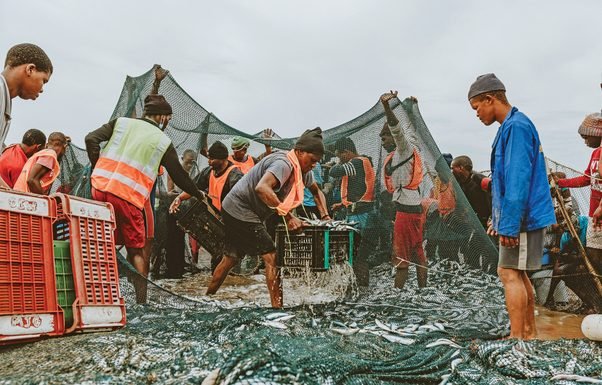 Fish meal exports boom on sardine rush to Indian coasts amid global shortage