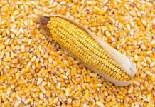 Union government plans incentives to increase maize production