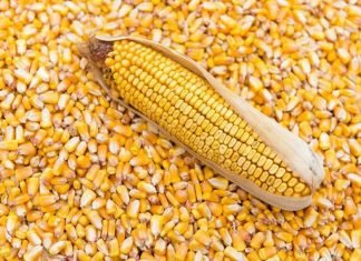 Union government plans incentives to increase maize production