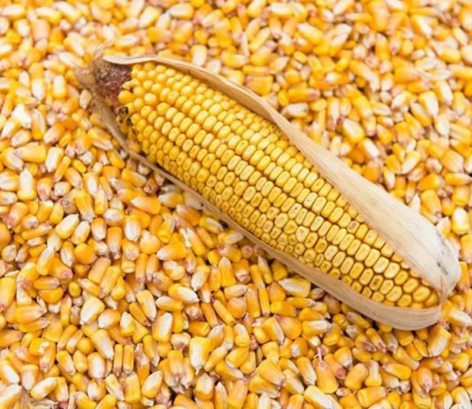 Union government plans incentives to increase maize production