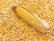 Union government plans incentives to increase maize production