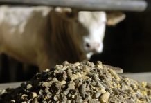 Tripura eyes self-reliance in animal feed production