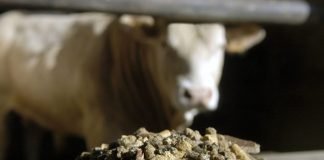 Tripura eyes self-reliance in animal feed production