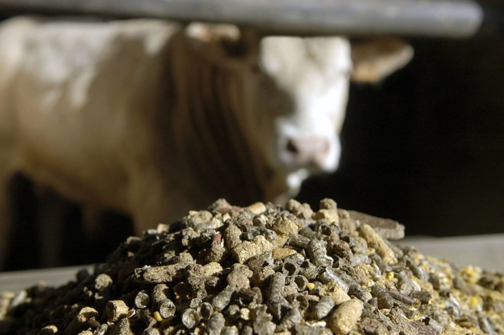 Animal feed shop near me