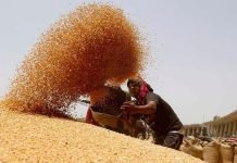 Government Imposes Stock Limits on Wheat for price control