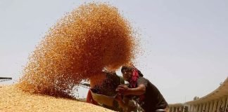 Government Imposes Stock Limits on Wheat for price control