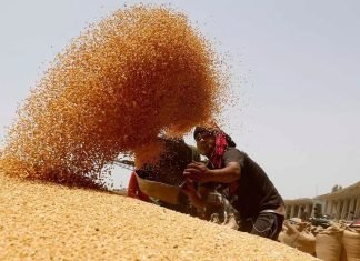 Government Imposes Stock Limits on Wheat for price control
