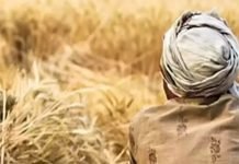 Haryana maize farmers suffer loss as price falls 50% below MSP