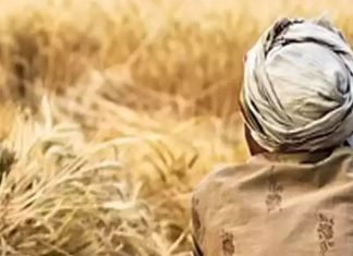 Haryana maize farmers suffer loss as price falls 50% below MSP