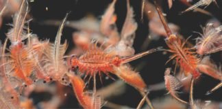 Artemia – A Sustainable Poultry Feed Ingredient