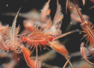 Artemia – A Sustainable Poultry Feed Ingredient