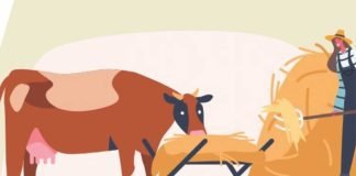 Standards and Certification of Compounded Cattle Feed