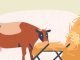 Standards and Certification of Compounded Cattle Feed