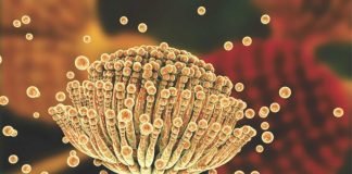 Mycotoxins: An Invisible Problem in Your Hatchery