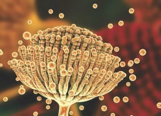 Mycotoxins: An Invisible Problem in Your Hatchery