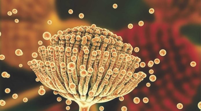 Mycotoxins: An Invisible Problem in Your Hatchery