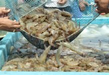 India’s Seafood Exports achieved all-time high in 2022-23