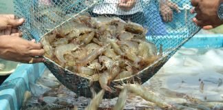 India’s Seafood Exports achieved all-time high in 2022-23