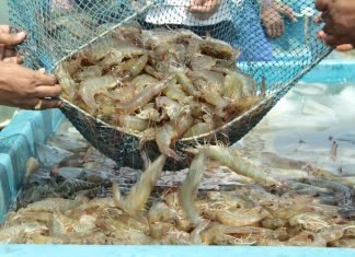 India’s Seafood Exports achieved all-time high in 2022-23