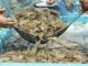 India’s Seafood Exports achieved all-time high in 2022-23