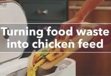 Waste-Based Chicken Feed: A Sustainable & Economical Alternative